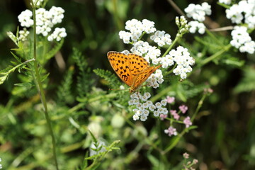 Spotted Fritillary butterfly.