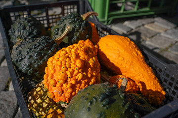 Bright orange and green decorative distorted pumpkins displayed at street market on bright sunny day