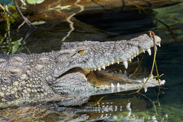 Lazy Nile crocodile sunbathing by the water.