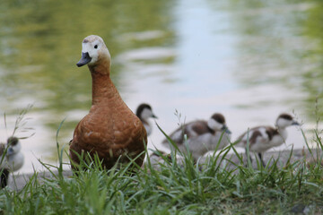 Female Ruddy shelduck (Tadorna ferruginea) with ducklings in wild