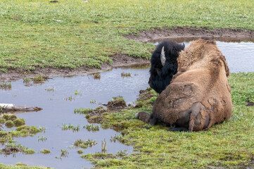 American Bison resting beside a stream in Yellowstone National Park