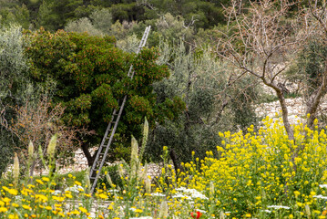 Beautiful wild garden and a ladder in a tree on the Gargano peninsula