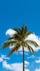 Coconut Palm Tree