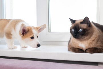 A funny Corgi puppy sniffs a Thai cat on a windowsill.