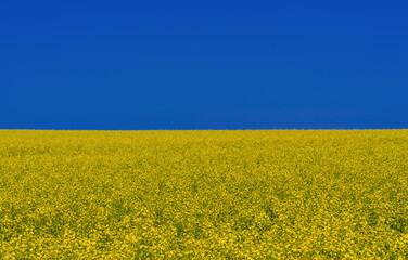 A field of flowering rapeseed against a blue sky in the colors of the Ukrainian flag