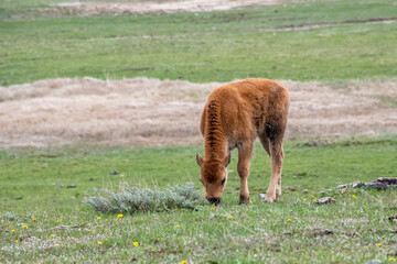 American Bison Calf in Yellowstone National Park