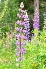 Fresh purple lupine close up blooming in summer