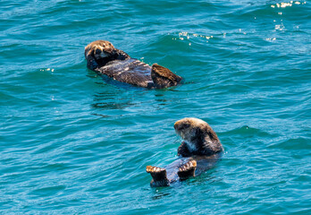 Fur covered sea otter floating in the icy water of Resurrection Bay near Seward in Alaska