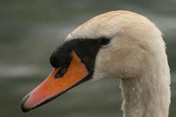 Mute swan close up of head uk