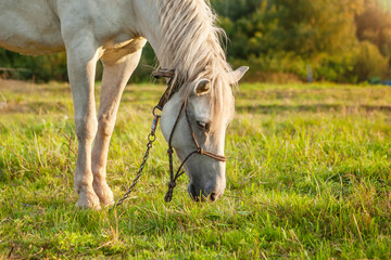 Obraz na płótnie Canvas A white horse grazes in a meadow at sunset.