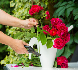 a person cuts red roses to create a bouquet against the backdrop of a garden
