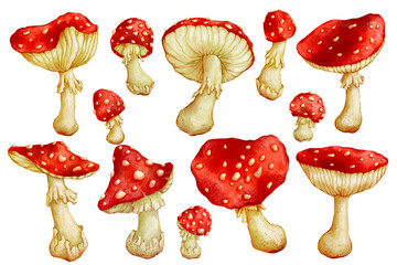 Collection of watercolor forest fly agaric mushrooms.