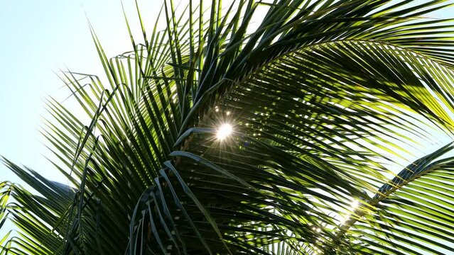 Palm Tree in the Sun