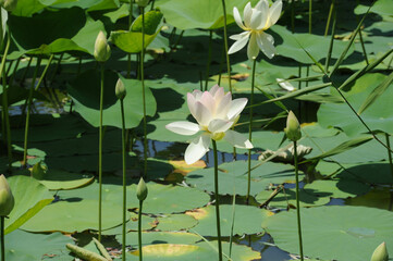 Lotus in Japanese waterscape