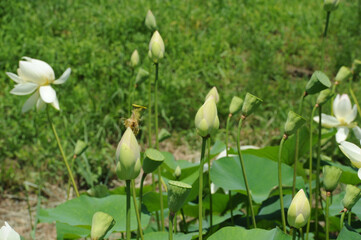 Lotus in Japanese waterscape