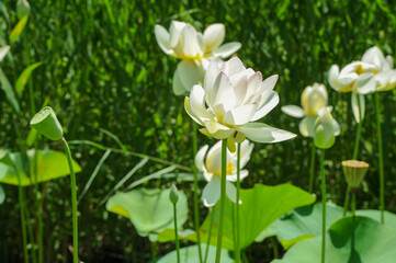 Fototapeta premium Lotus in Japanese waterscape