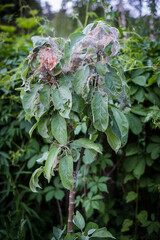 Apple ermine or Yponomeuta malinellus. Caterpillars gather in nests woven from the net on tree leaves.