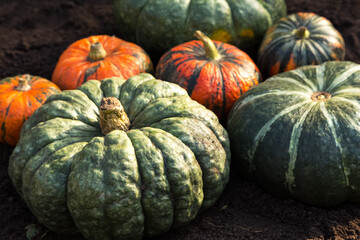 Pumpkin harvest. Different orange and green colorful organic pumpkins on dark soil in garden in...