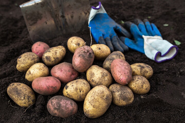 Organic potato harvest close up. Freshly harvested pink and yellow potatoes with shovel and gloves...