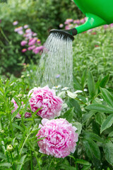 Watering can watering pink peony flowers in garden on garden bed closeup