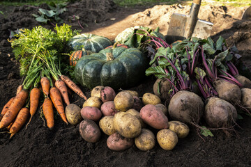 Autumn harvest of fresh raw carrot, beetroot, pumpkin and potatoes on soil in garden in sunlight....