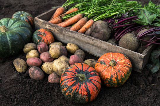 Autumn harvest of fresh raw carrot, beetroot, pumpkin and potatoes on soil in garden. Harvesting organic fall vegetables	