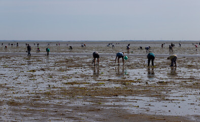 Pêcheurs à pied qui cherchent des coquillages à marée basse au passage du Gois  sur l'île de...