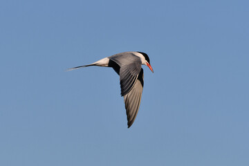 Obraz premium Common Tern in flight with spread wings