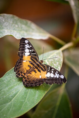 Beau papillon multicolore qui butine, posé sur une fleur ou sur une feuille 