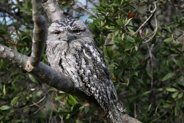 Tawny Frogmouth