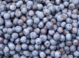 Close up of freshly picked blueberries. 