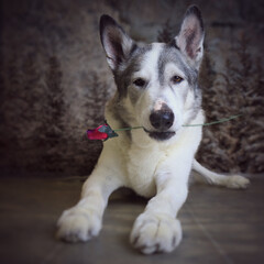 Malamute dog posing holding a red rose in its mouth