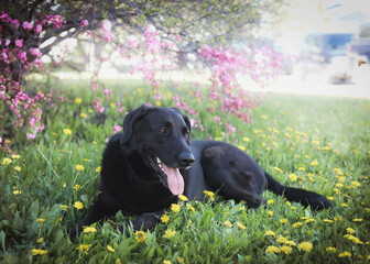 Black labrador laying in the grass by a flowering tree