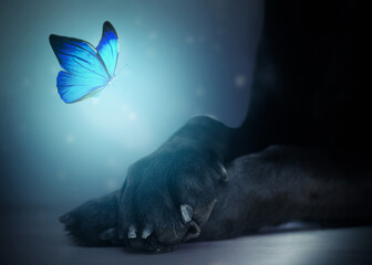 Close up of a glowing blue butterfly flying over a black labrador‘s crossed paws