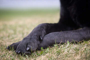 Close up of black labrador‘s crossed paws in the grass