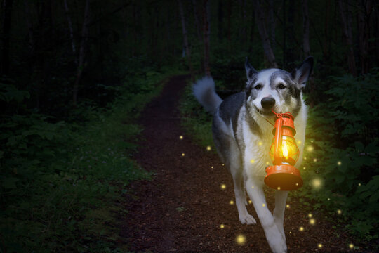 Malamute dog carrying a lit lantern in the dark