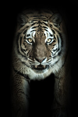 Ausgewachsener Tiger mit Blick in Kamera und mit schwarzen Hintergrund