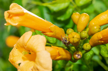 Common wasp (Vespula vulgaris) licking on yellow flowers of a trumpet vine (Campsis radicans) in...