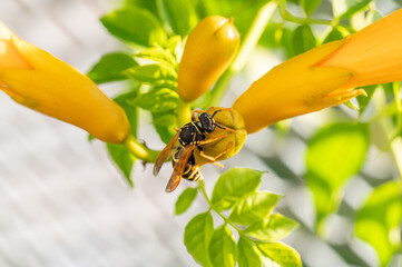 European paper wasp (Polistes dominula) licking on yellow flowers of a trumpet vine (Campsis...