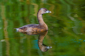 Pied-billed Grebe with its reflection in the marsh water