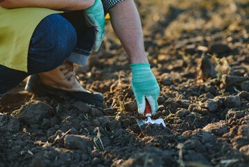 Gloved hands and shovels shovel the soil.A hand in a white gardening glove works with a tool.