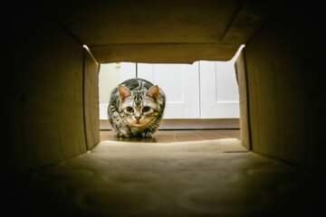 段ボールの中を覗き込む猫