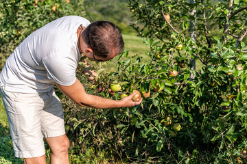 Apple orchard trees with man farmer gardener picking red and green Fuji or Pippin fruit in summer garden farm countryside in Virginia in shorts and tshirt with face mask during coronavirus pandemic