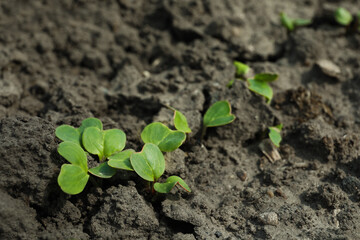 Young green radish seedlings growing in soil. Gardening time