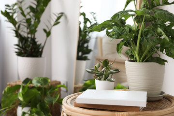 Books and houseplants on wooden stand in room with mirror. Interior design
