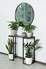 Stylish round mirror on white wall over table with houseplants in room