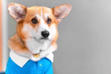 Portrait of funny Welsh corgi Pembroke or cardigan dog, wearing blue polo shirt with a white collar, who is sitting with a sad or uncomprehending look, front view, copy space