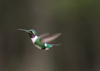 Colibrí libre © silviaconstanza