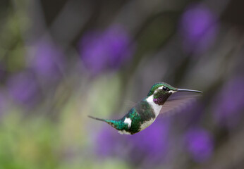 Colibrí volando