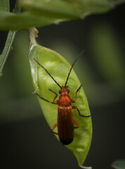 insectos